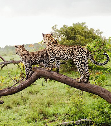 Awesome Image